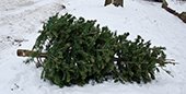 Tree Collection