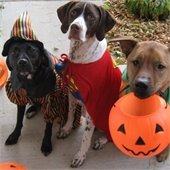 Trick or Treating