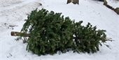 Picture of a bare Christmas tree in the snow at the curb