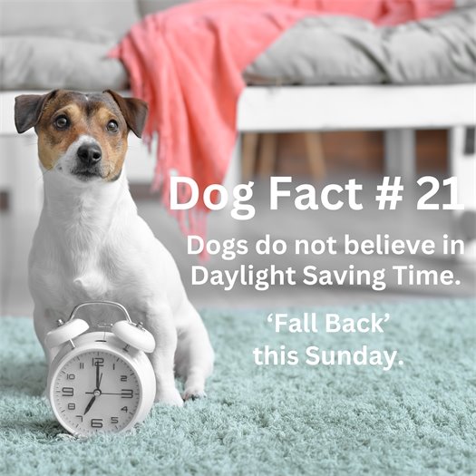 Dogs don't believe in Daylight Saving Time