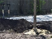 Photo of a tree in a hole ready to be covered in the dirt pile next to it holding a shovel