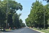 trees