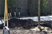 Tree Planting