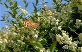 Photo of a butterfly on a flowering bush