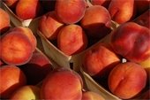A photo of ripe peaches in a basket