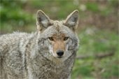 Picture of a coyote in the wild