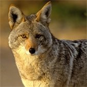 Coyote