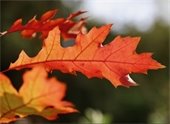 Photo of a red oak leaf