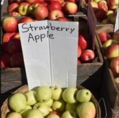 Photo of strawberry apples