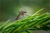 Photo of a mosquito perched on a green leaf